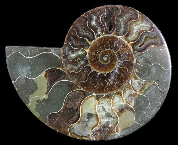 Cut Ammonite Fossil (Half) - Agatized #54361